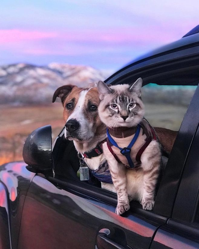Hund und Katze Reise...