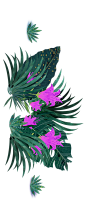 PNG高清植物
