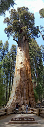 General Sherman is approximately 2,200 years old - and each year, the tree adds enough wood to make a regular 60-foot tall tree. It's no wonder that naturalist John Muir said "The Big Tree is Nature's forest masterpiece, and so far as I know, the gre