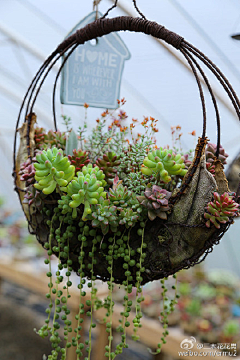 阳光下的小小花✿采集到花店和花园