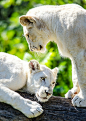 White Lion Cubs, by Nuao on Flickr.