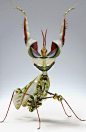 extrospec:<br/>Look at this mother fucker. The Devil Mantis.