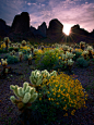 The sun debuts to thunderous applause from a grove of cholla cacti. The reaction from the brittlebush is somewhat more tepid. Kofa Mountains, Arizona. 