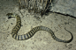 虎蛇Notechis scutatus，名声虽不响亮，但却致命，LD50：0.04，分布于澳大利亚东南部