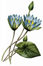 国外手绘植物花朵大全图片_1444x2200
点击浏览下一张：国外手绘植物花朵大全图片