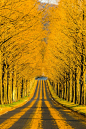 Through the golden road, Lake Biwa, Shiga, Japan | From @GuessQuest collection