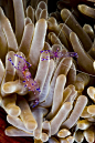海葵虾