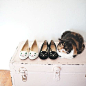 click to shop Charlotte Olympia kitty flats: 