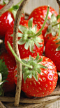 新鲜水嫩的草莓手机壁纸 540x960