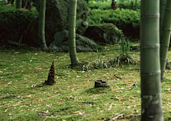 木木林大人采集到山川树林