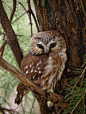 Owls are interesting.  A group of owls is called a Parliament of Owls.  Why do we find them wise?