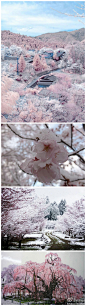 【长野县雪中樱花】近日，在日本长野县，正值樱花烂漫的时节下了一场倒春寒的大雪，于是粉红色的樱花林上覆蓋了厚厚的一场雪花，山顶上白雪皑皑，山脚下鲜花盛开，仿佛如梦似幻的美景出现在人间