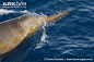 哥氏中喙鲸 Mesoplodon grayi 哺乳纲 鲸目 喙鲸科 长喙鲸属
Gray's Beaked Whale | Gray’s beaked whale (Mesoplodon grayi)