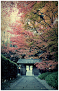 樱花 日本 寺 和风
