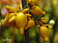 黄金果图片_百度百科2]   黄金果又名五指茄、乳茄。[3] (英文：Abiu 又名caimito)原产美洲热带地区。 果实基部有乳头状突起，或乳状头，或如手指，或象牛角。它果形奇特，观果期达半年，鲜艳果色，是一种珍贵的观果植物。性喜温暖、湿润和阳光充足环境，生长适温为15~25℃，有一定的耐寒性，怕水涝和干旱。能耐3~4℃的低温。宜肥沃、疏松和排水良好的砂质壤土。冬季温度不得低 12℃。可以采用播种和扦插繁殖，在切花和盆栽花卉上应用广泛。果实经久不变色、不干缩，金光灿灿，象征财运高照、五代同堂、吉祥如意