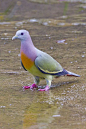 Pink-Necked Green Pigeon (S E Asia)....how beautiful is that!