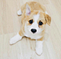 以后要养一只可爱的小短腿  ins：crumpet.thecorgi