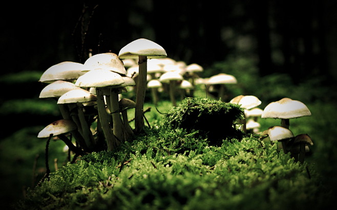 森林绿色的苔藓蘑菇壁纸（#849195）...