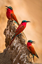 


Burrard-Lucas Photography








Carmine bee-eaters, South Luangwa, Zambia.

