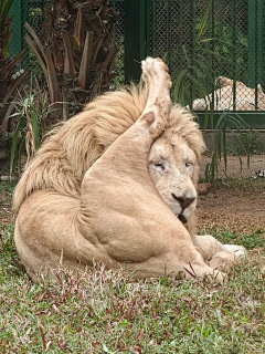 ---LC---采集到動物