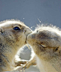 两只松鼠kiss，右边这只竟然闭眼了，好甜蜜啊！