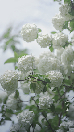 改了名希望能发财采集到花儿