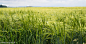 Corn field by Melinda  Wolf on 500px