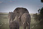 群的大象, 大象, 国家公园, 肯尼亚, 非洲, 非洲布什大象, 大五, 马赛马拉, 性质, 自然公园, 东非