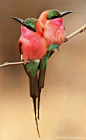 Cuddling carmines by Patrick Bentley Bee eaters via Paradise of Birds Southern…: 