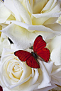 红蝴蝶白玫瑰