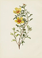 Ellen Willmott Rose Prints 1914 from The Genus Rosa