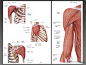 速写解剖手部-肌肉 (上肢)