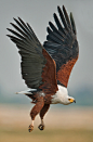 coffeenuts:

emuwren:The African Fish Eagle - Haliaeetus vocifer, is a large species of eagle that is found throughout sub-Saharan Africa wherever large bodies of open water occur that have an abundant food supply.Photo by outdoorphoto.co.cz.
