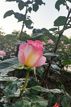 怪呀唔造采集到花儿