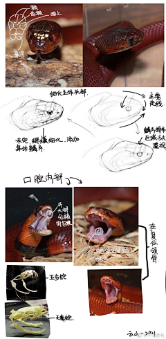 初季-不忘本采集到怪