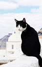 生活在圣托里尼的猫猫狗狗们_theme_of_ryan的组图_幻灯浏览_网易摄影
