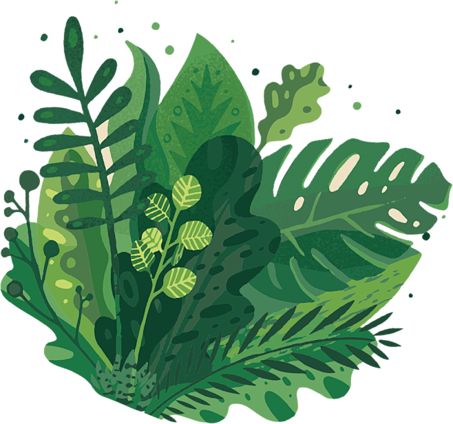 植物插画4