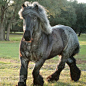 Blue roan Brabant Draft Horse stallion - photography by Mark Barrett: 