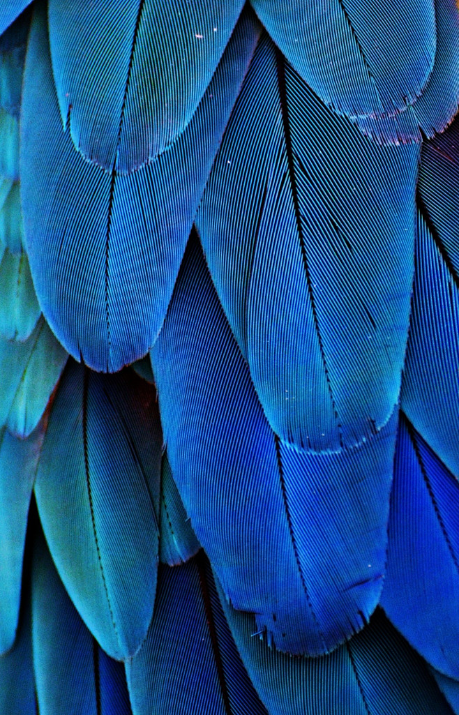 Feathers (Blue) : Ma...