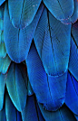 Feathers (Blue) : Macro of a macaw's feathers from Panama City, FL