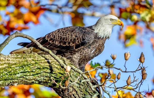 白头海雕 Haliaeetus leuc...