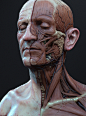 Ecorche side, adam skutt : Ecorche side by adam skutt on ArtStation.