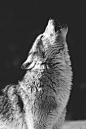 A gray wolf