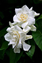 Gardenia, fragrant beauty