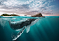General 1240x853 nature landscape animals water underwater Ecuador photo manipulation horizon mountains digital art trees forest birds clouds whale beach bubbles cruise ship Tourism island boat surreal