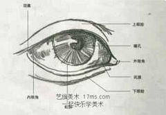 紫小鸢采集到人-眼睛