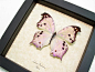 Salamis Parhassus Male | Real Butterfly Gifts Framed Butterflies and Insect Displays