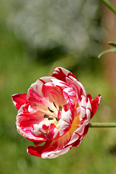 sharon青葙采集到郁金香tulips