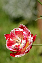 Tulip 