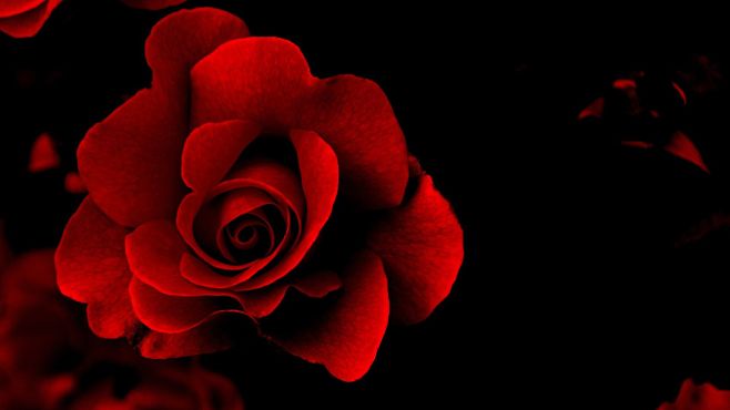 火红玫瑰桌面壁纸_百度图片